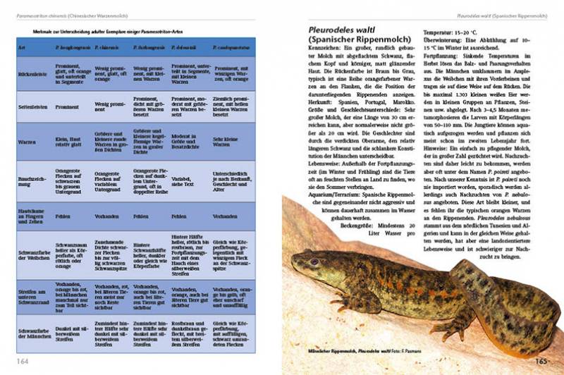 Preview: Molche und Salamander – halten und züchten